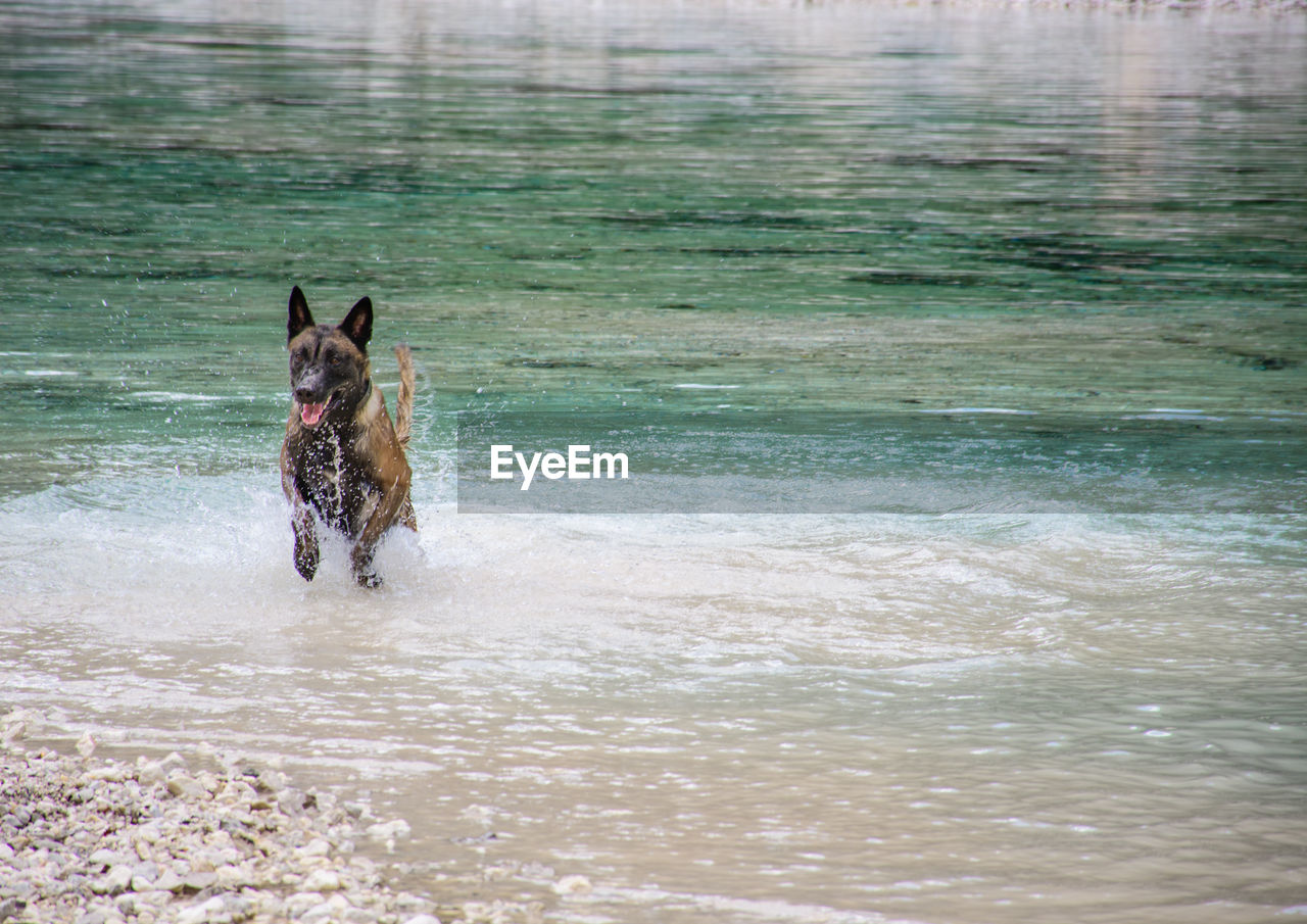 Dog running in a water