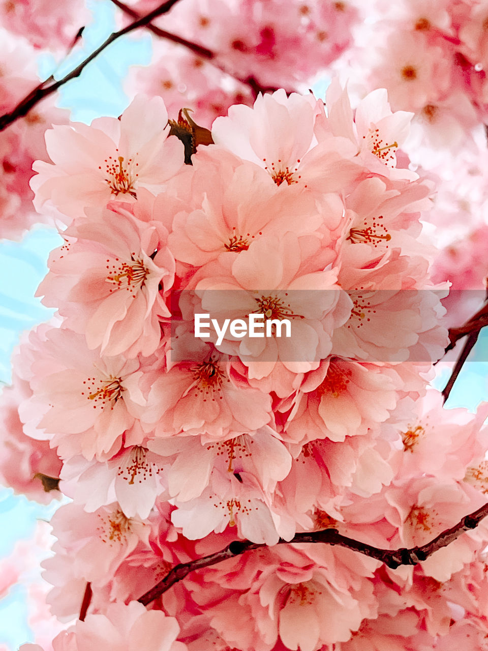 plant, flower, flowering plant, pink, beauty in nature, fragility, blossom, freshness, springtime, growth, cherry blossom, tree, cherry, nature, branch, close-up, petal, spring, no people, inflorescence, flower head, outdoors, cherry tree, day, produce, pollen, botany, focus on foreground, low angle view, backgrounds, twig, food, plum blossom, stamen