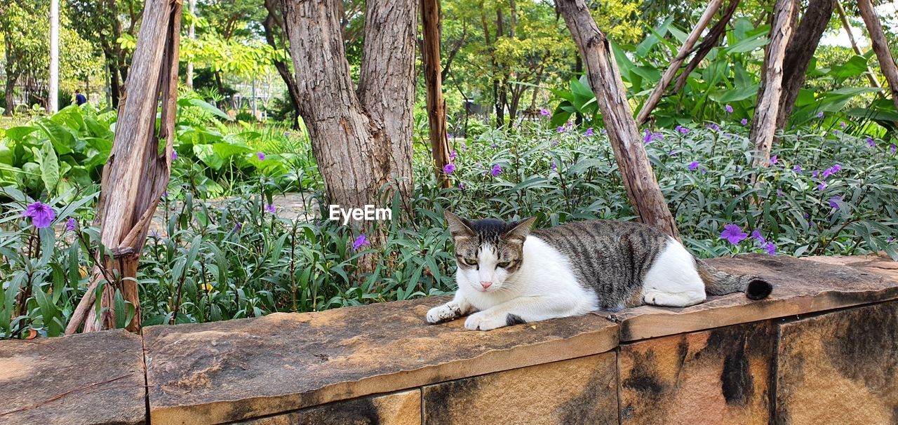 animal themes, animal, mammal, one animal, domestic animals, pet, cat, feline, domestic cat, plant, tree, no people, flower, relaxation, nature, day, zoo, wildlife, felidae, sitting, portrait, looking at camera, outdoors, resting, growth, garden, small to medium-sized cats