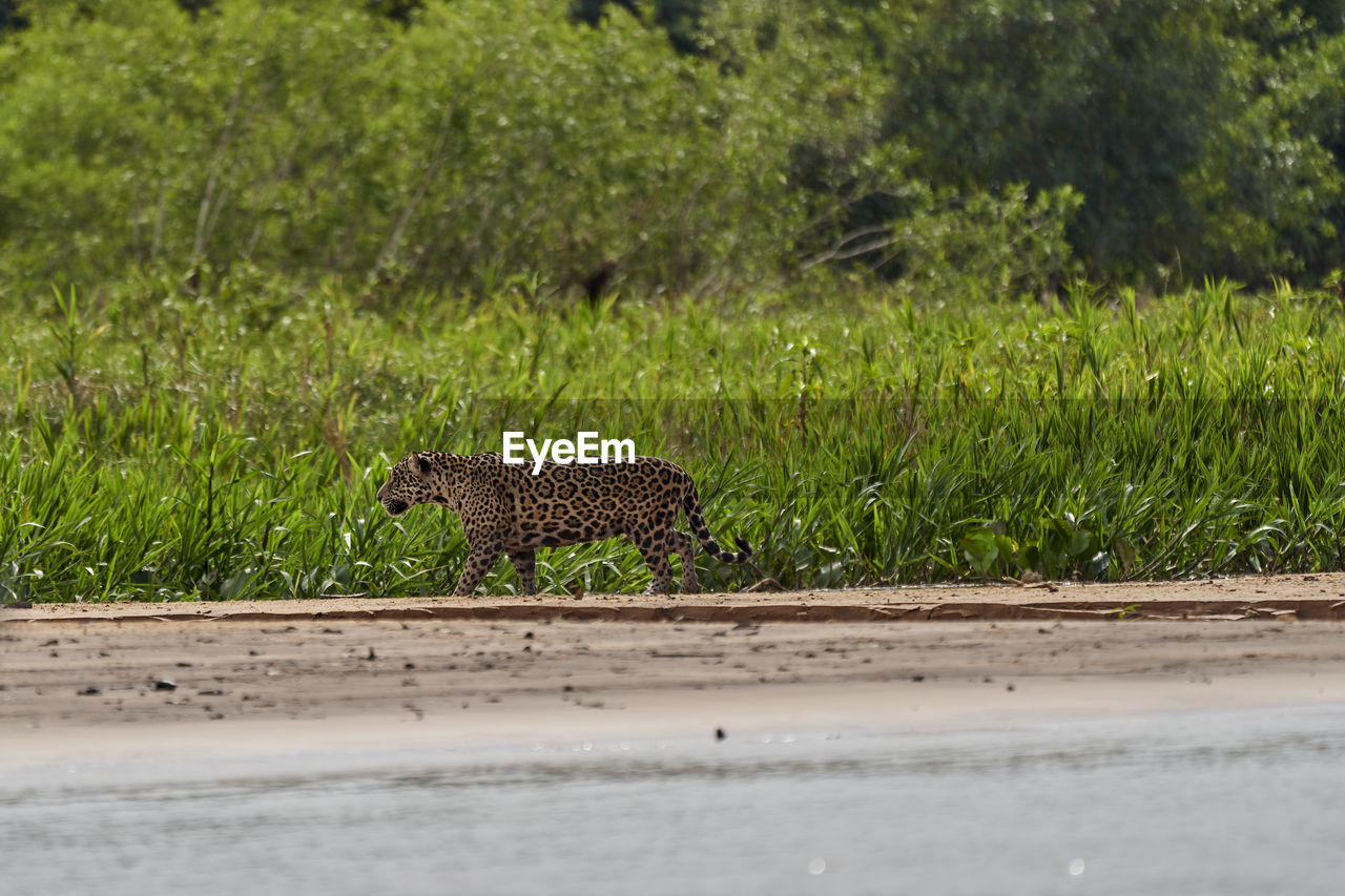  jaguar stalking along a sand bank on cuiaba river in the pantanal, brazil