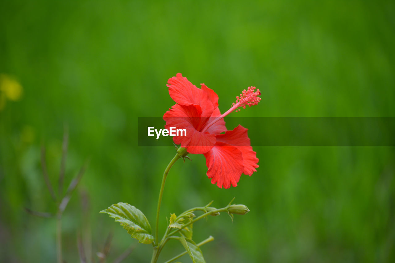 CLOSE-UP OF RED HIBISCUS PLANT