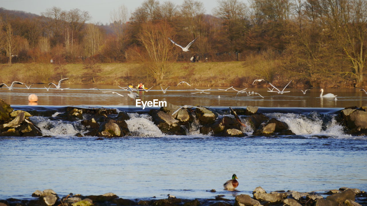 Birds flying over river by bare trees