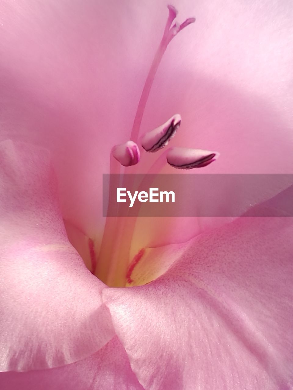 Macro shot of pink rose flower