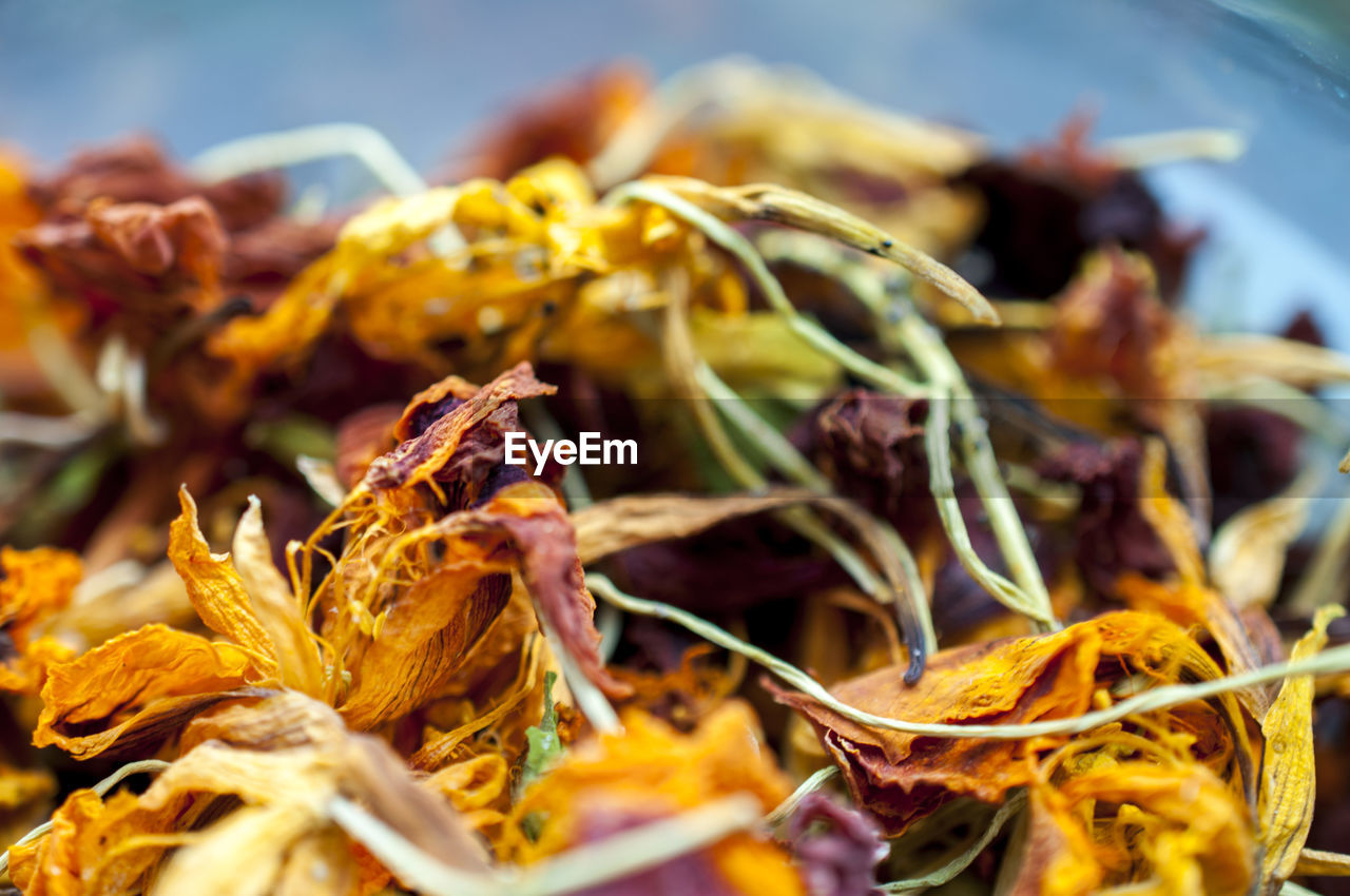 CLOSE-UP OF DRIED PLANT