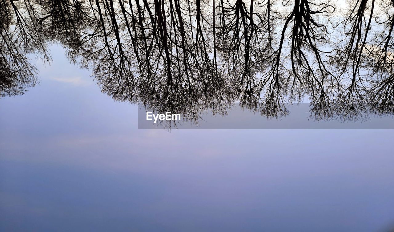 LOW ANGLE VIEW OF BARE TREES AGAINST SKY