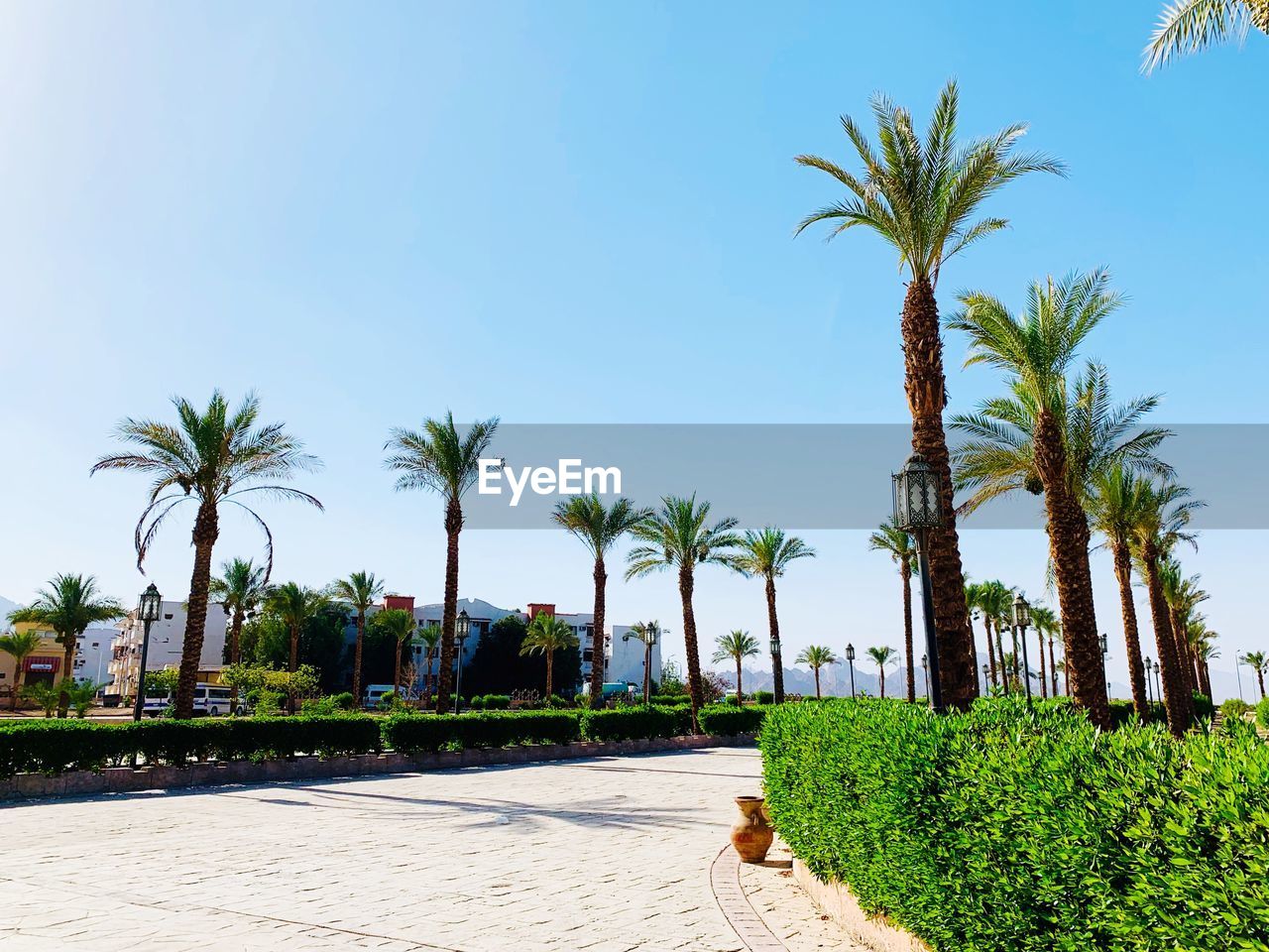 Palm trees against clear blue sky