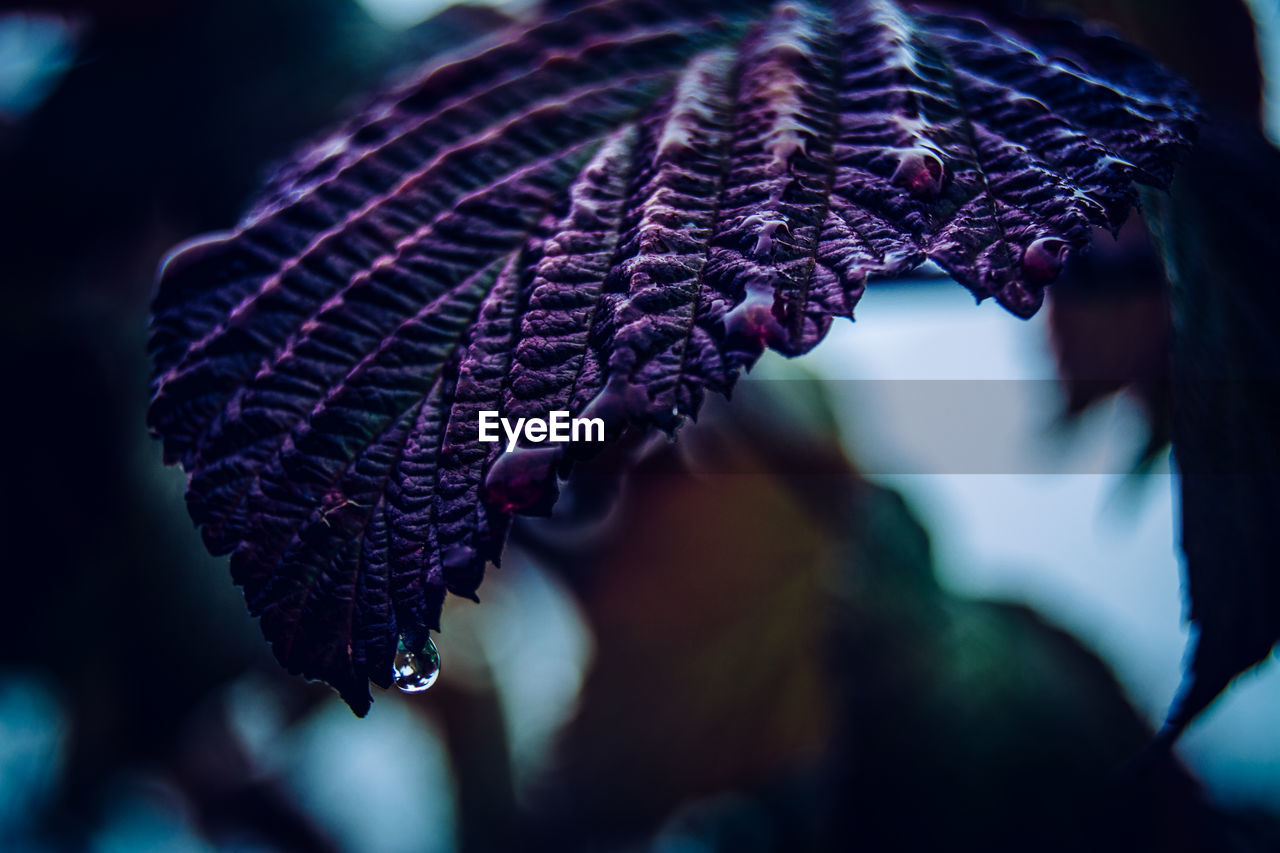 Close-up of wet purple leaf