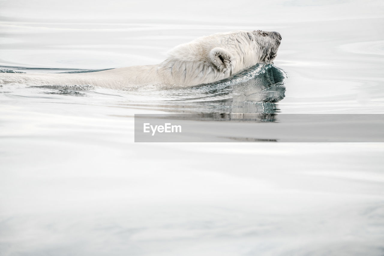 Polar bear swimming in sea