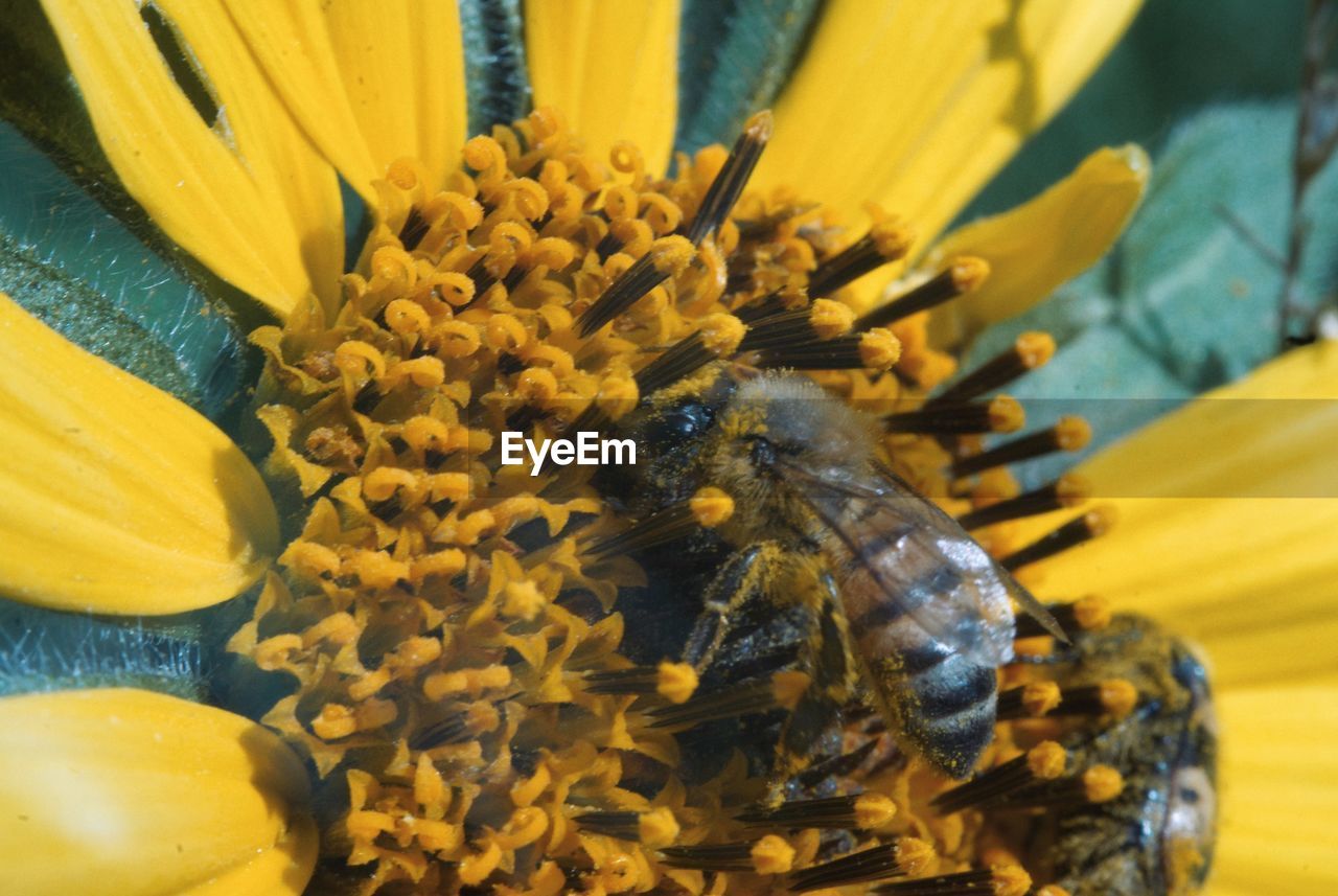 CLOSE-UP OF BEE ON FLOWER