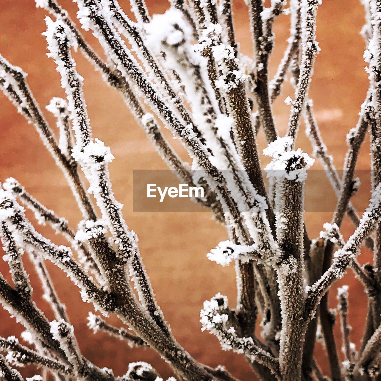 Close-up of frozen plant