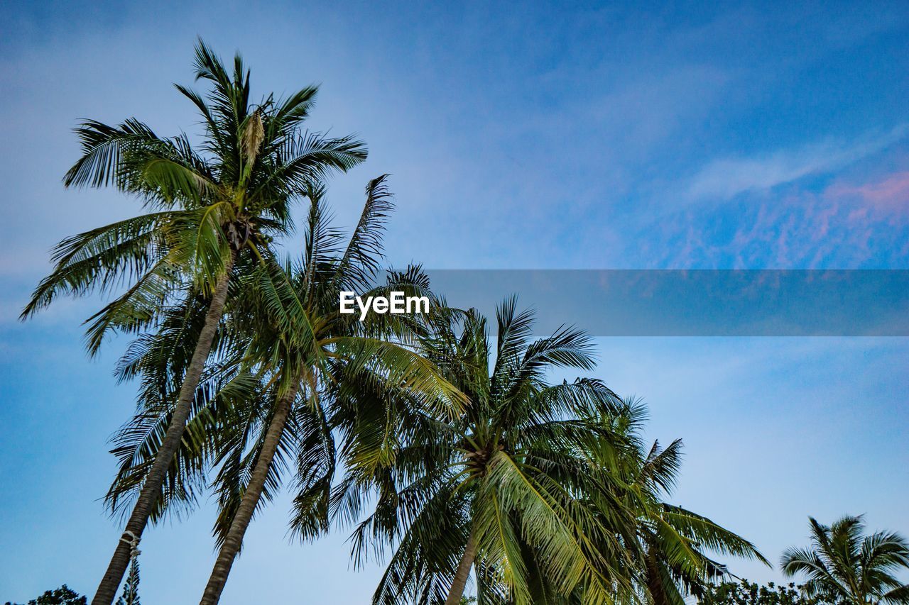 Low angle view of palm trees against sky