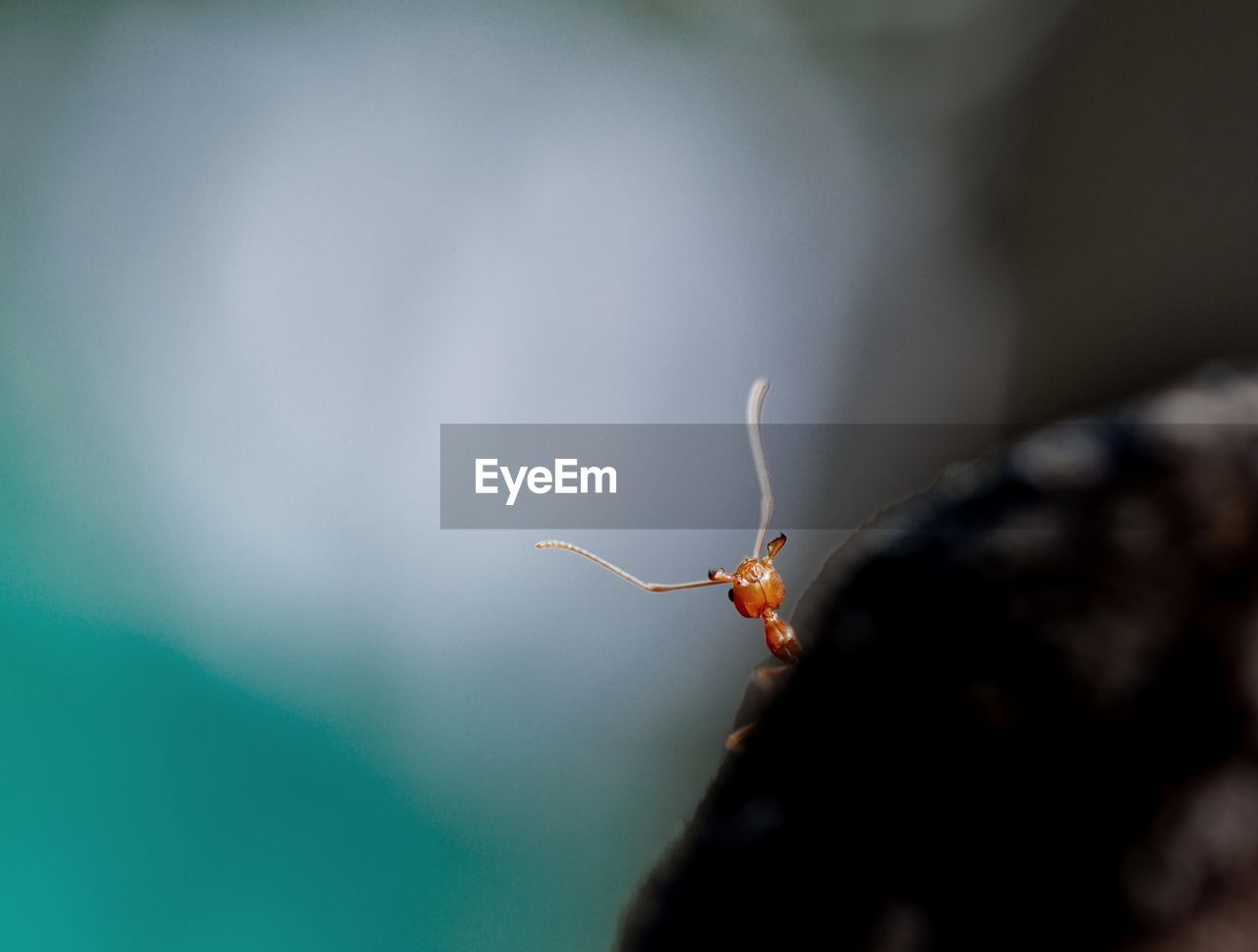 close-up of ant on plant