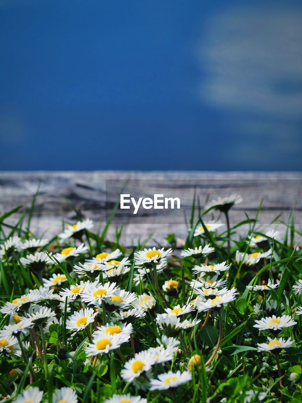 plant, flower, flowering plant, nature, grass, beauty in nature, freshness, sky, meadow, field, land, growth, no people, daisy, fragility, sunlight, water, day, wildflower, close-up, white, outdoors, tranquility, springtime, scenics - nature, landscape, sea, yellow, green, focus on foreground, environment, selective focus, blue, flower head, cloud
