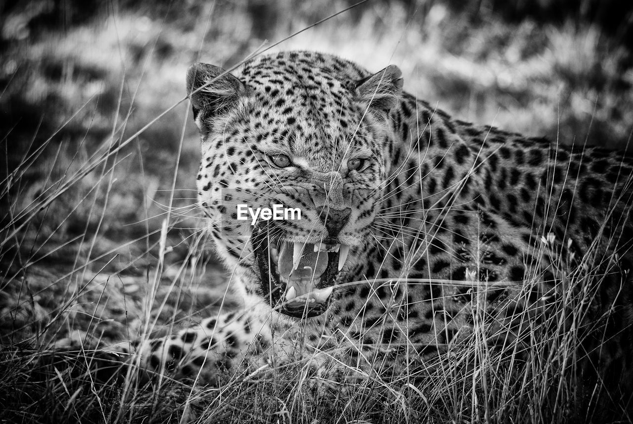 Close-up of cheetah growling in forest 