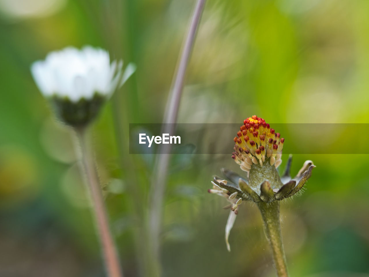 CLOSE-UP OF BUTTERFLY ON PLANT