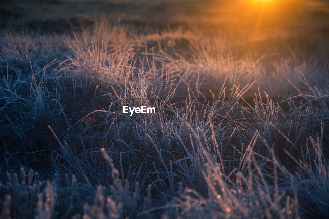 Beautiful morning landscape with a rising sun. colorful scenery of a frozen wetlands in autumn. 