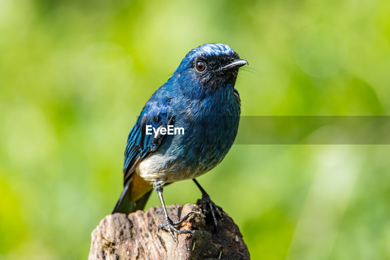 CLOSE-UP OF BIRD PERCHING ON WOOD