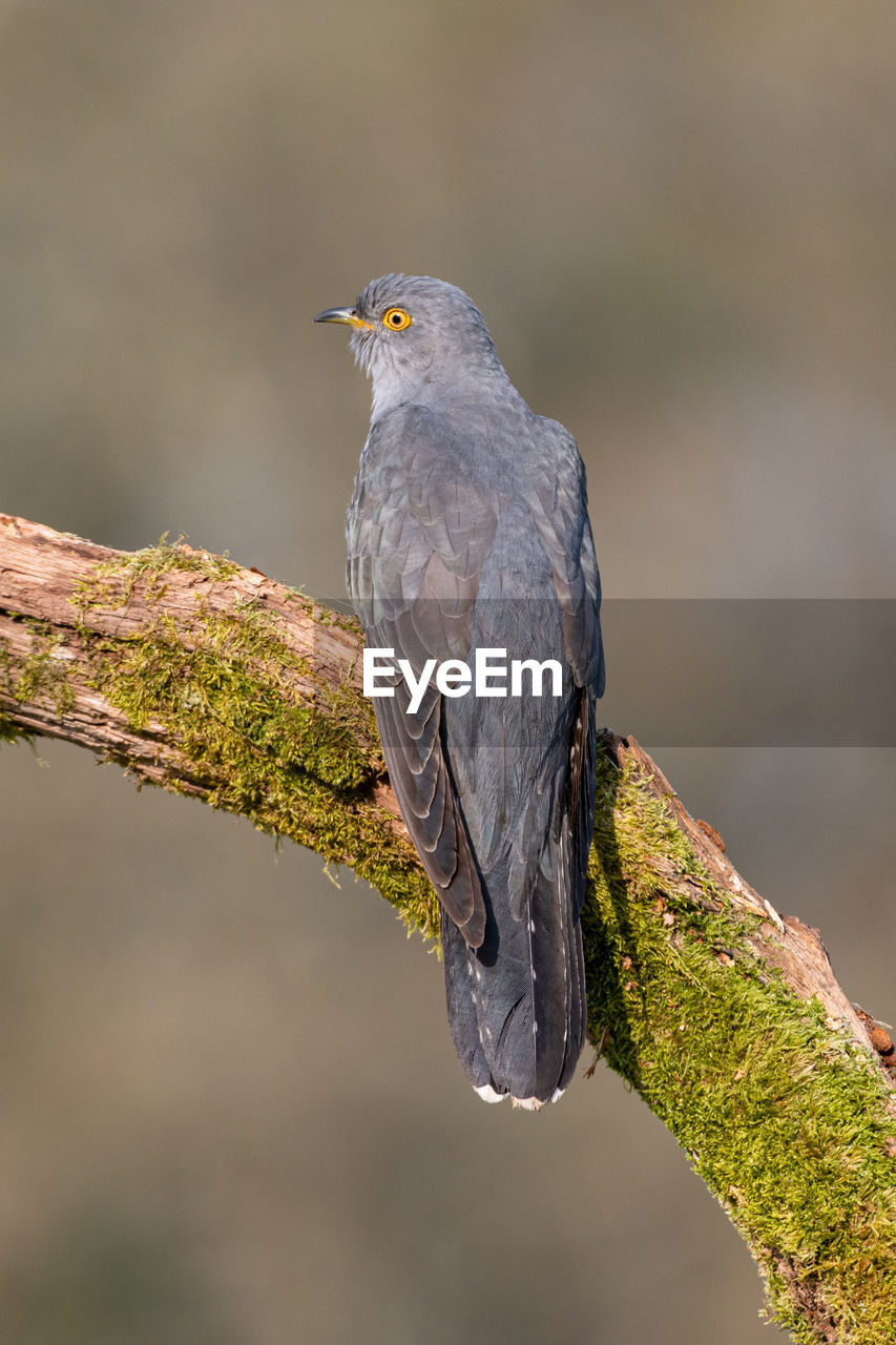 Close-up of cuckoo bird perching on branch