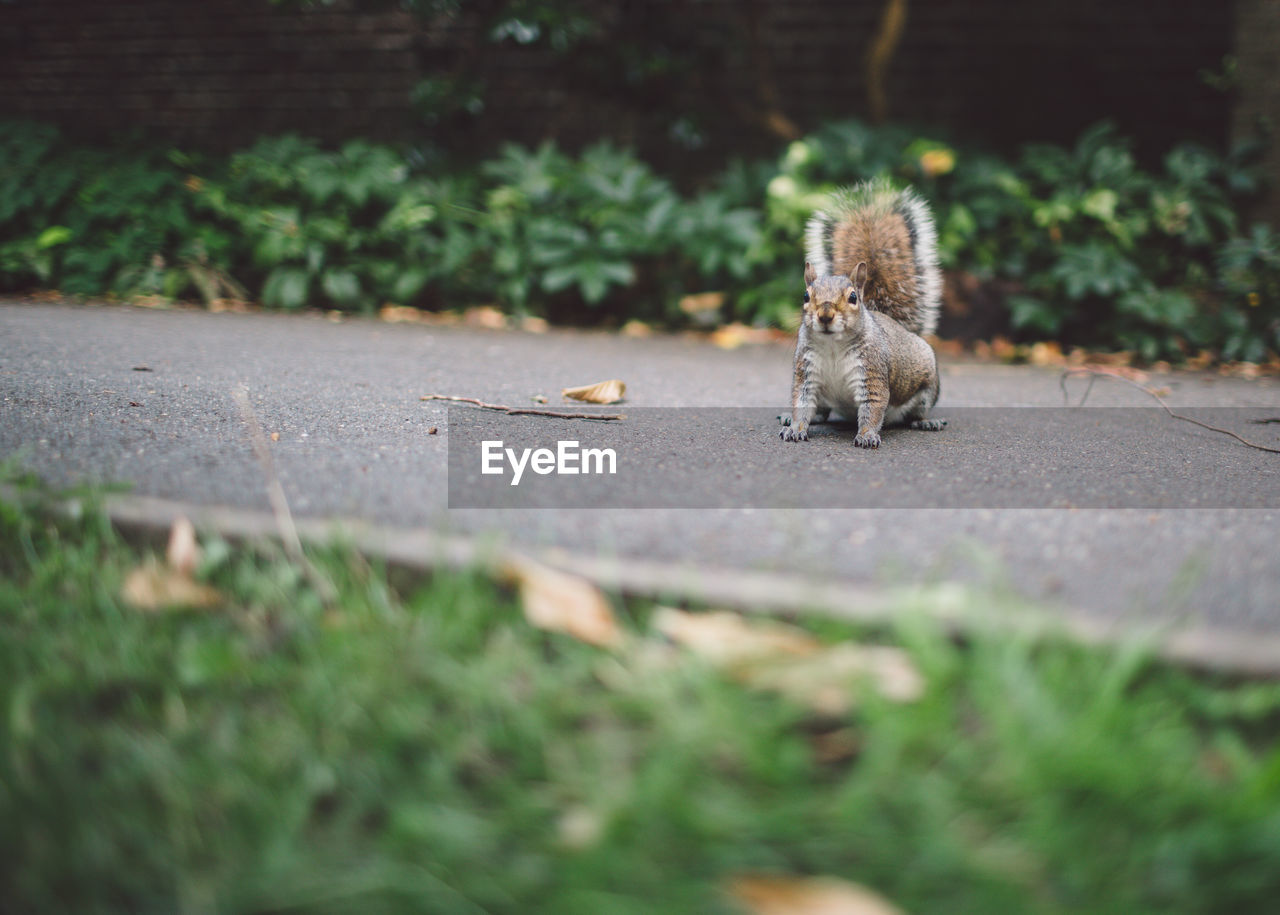 Squirrel on road at park