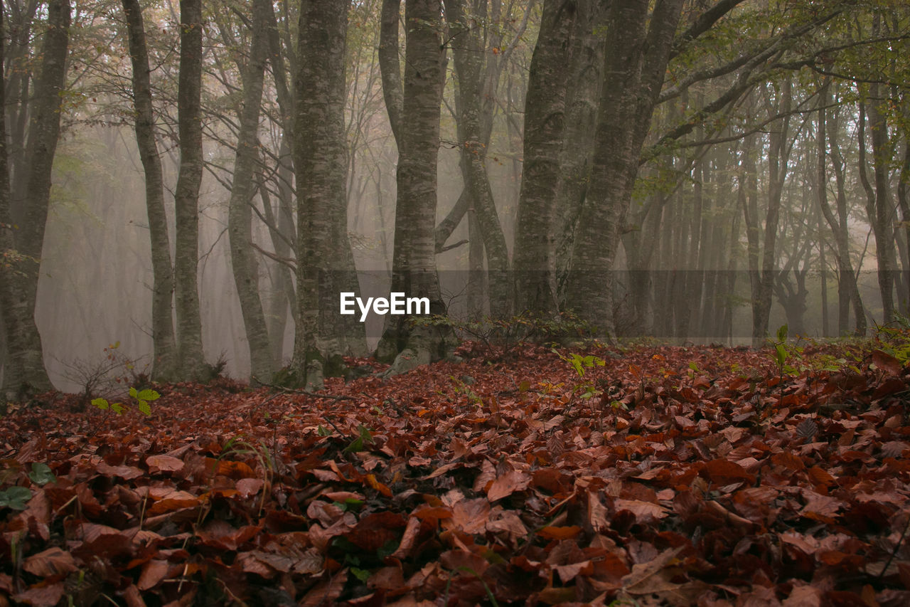 Carpet of red leaves in the autumn forest with fog