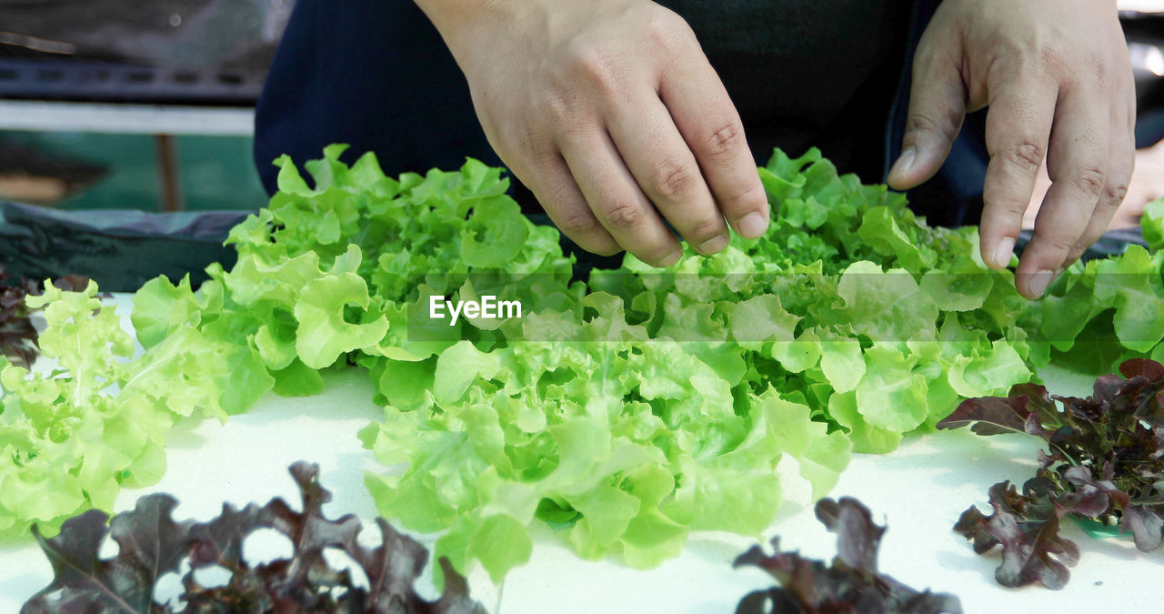 Cropped hands of man working in greenhouse