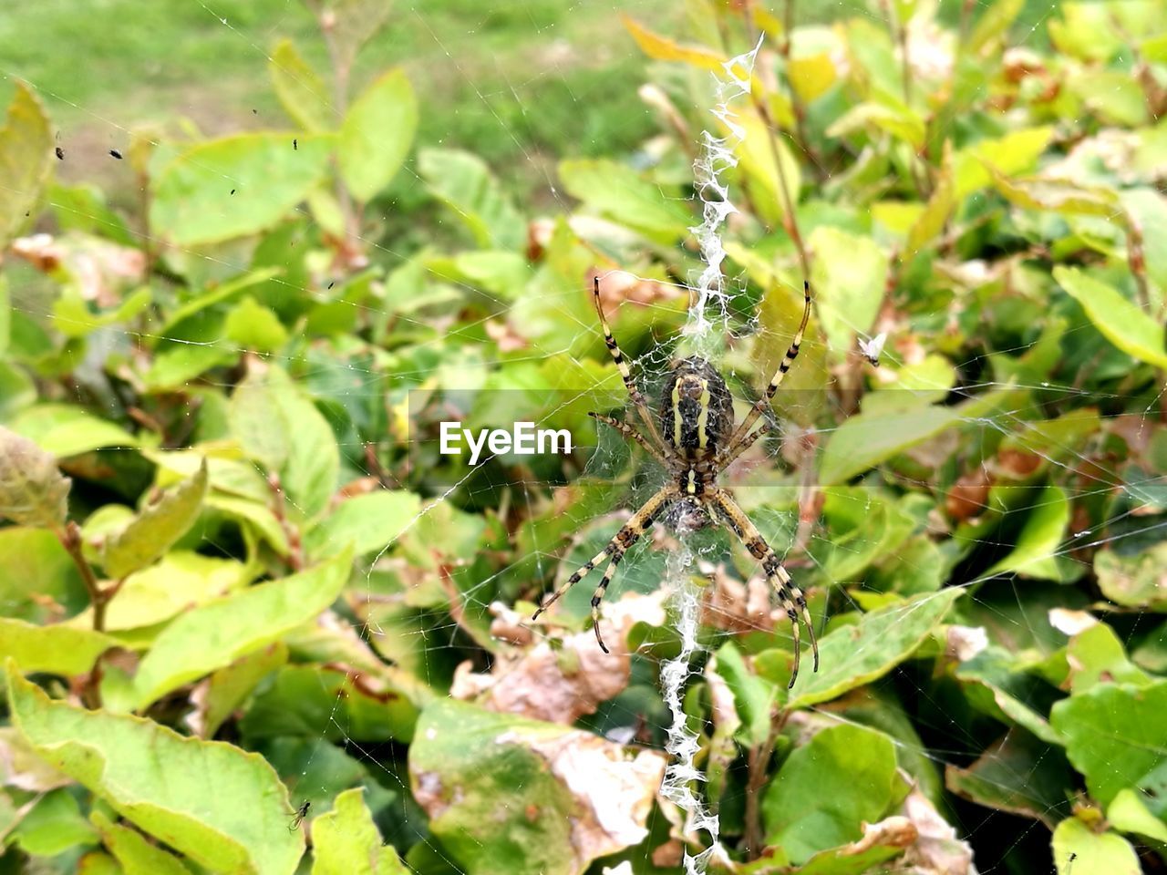 CLOSE-UP OF SPIDER ON WEB AGAINST PLANTS