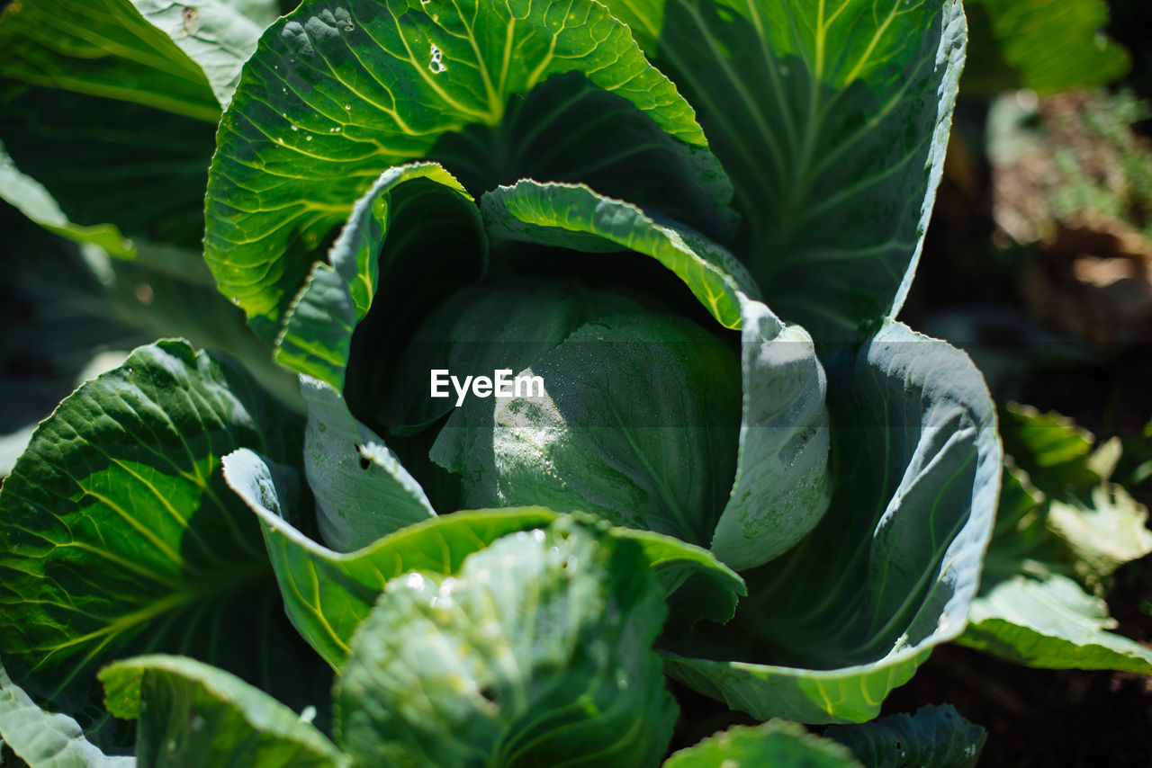 Directly above shot of cabbage growing on field