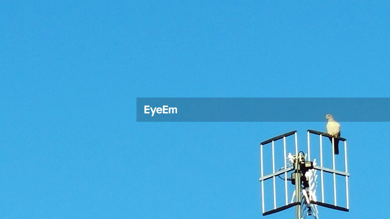 LOW ANGLE VIEW OF TREES AGAINST CLEAR BLUE SKY