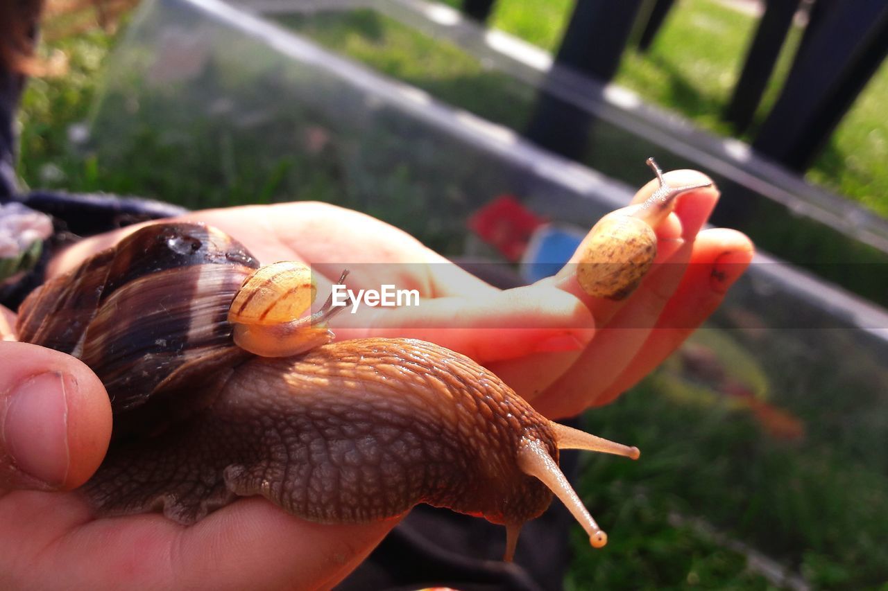 CLOSE-UP OF SNAIL ON FINGER