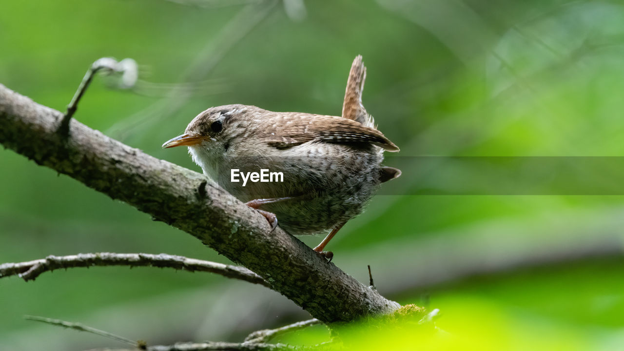 CLOSE-UP OF BIRD PERCHING ON A BRANCH