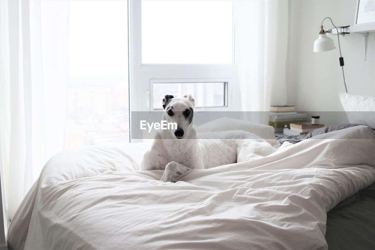 WHITE DOG ON BED