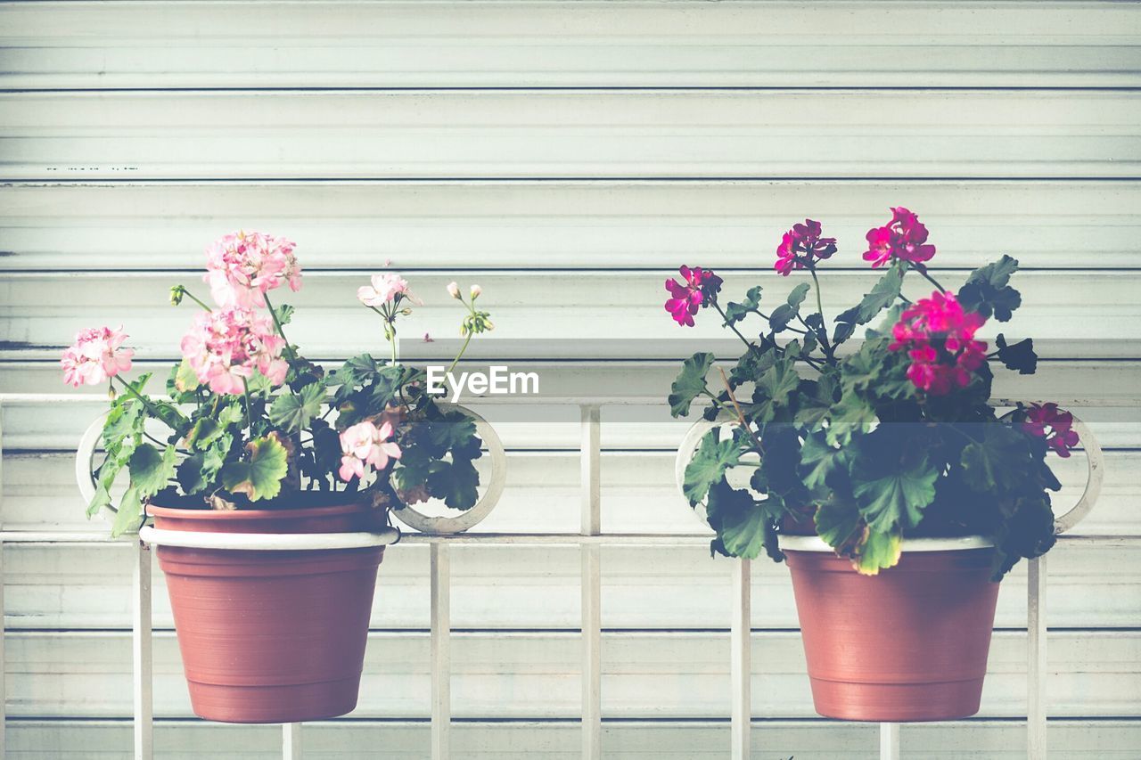 Close-up of flower pots