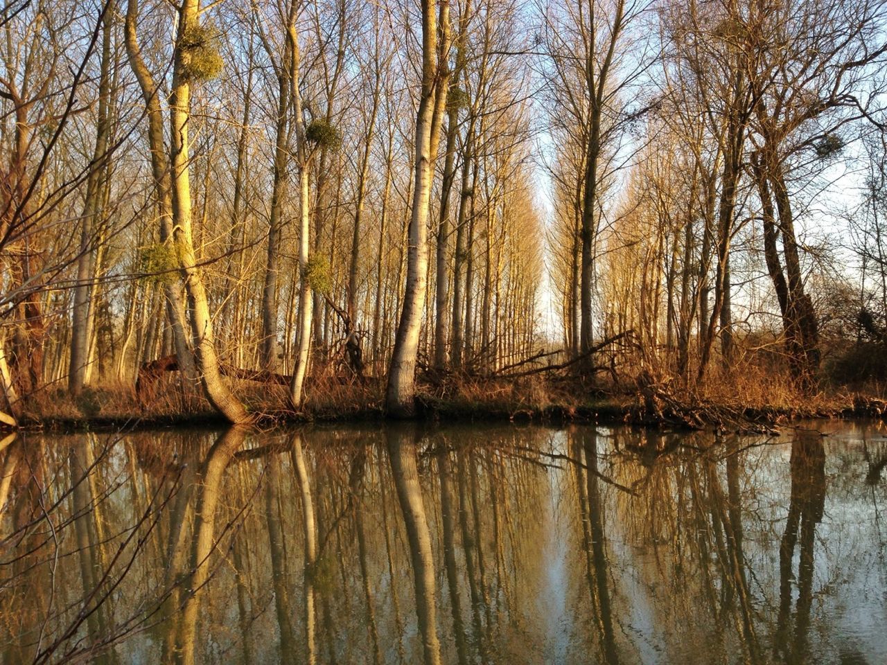 Trees by lake in forest