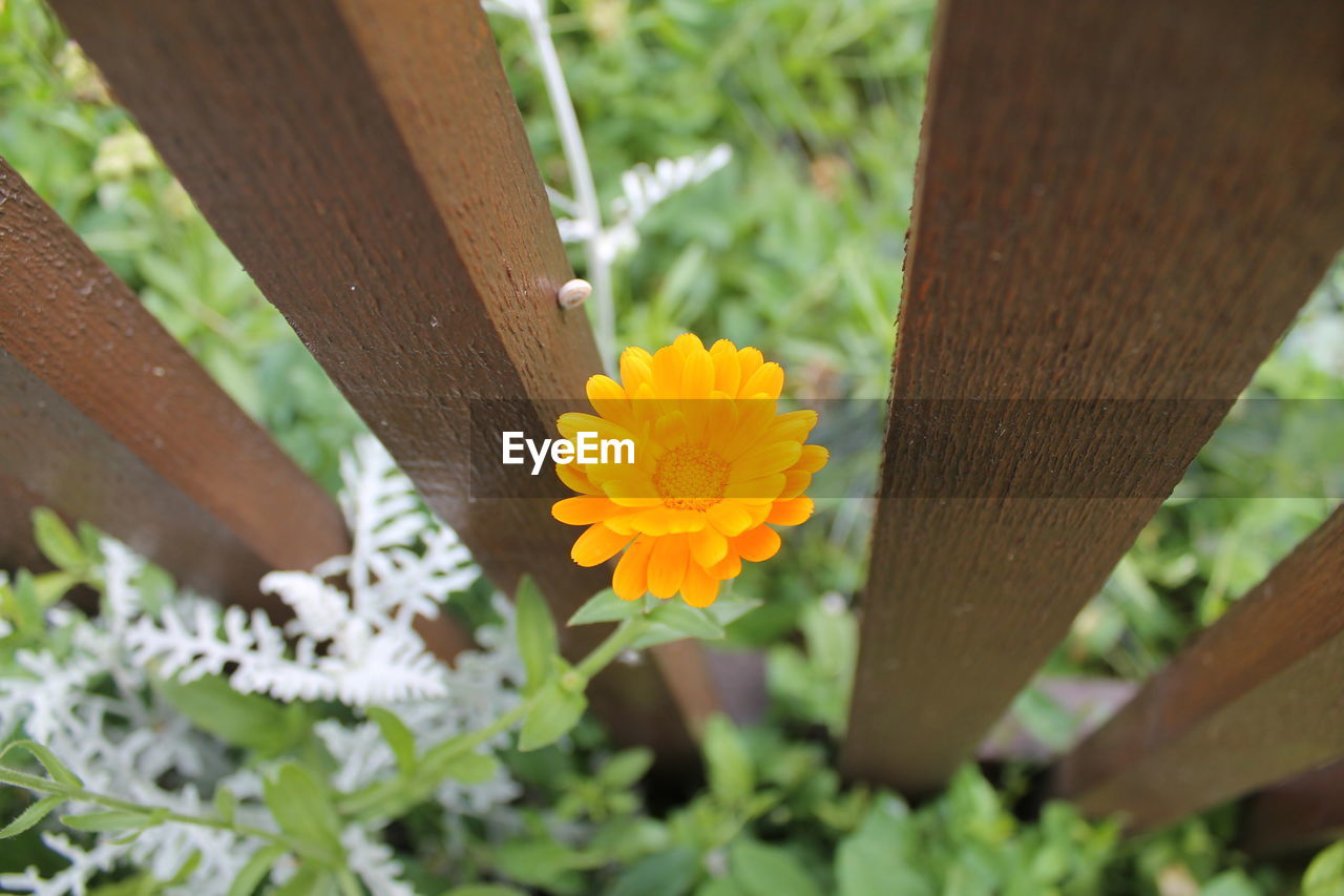 Close-up of yellow flower blooming through wooden fence