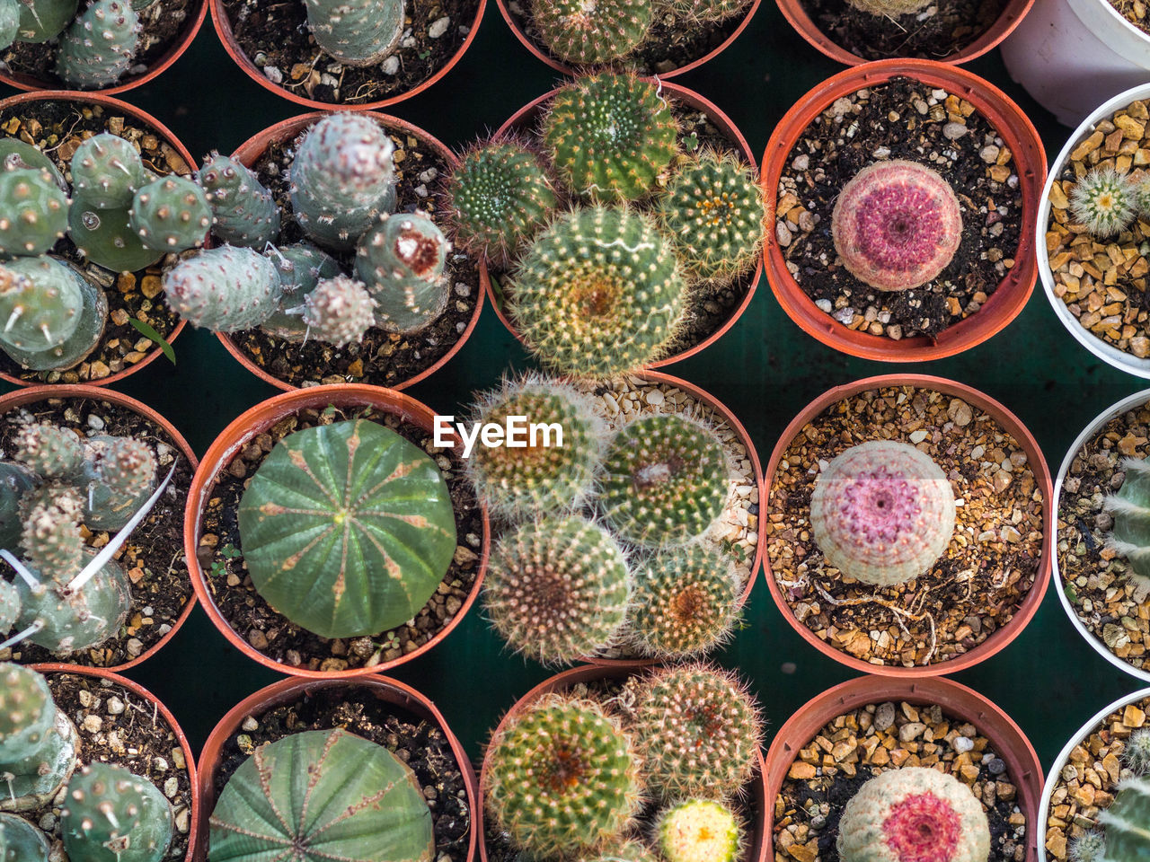 Full frame shot of succulent plants