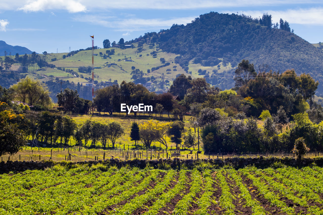 Typical potato field at la calera municipality at the cundinamarca region in colombia