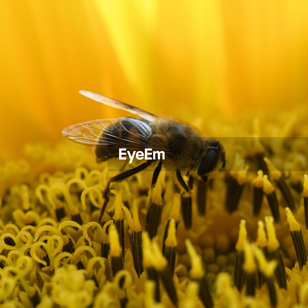 CLOSE-UP OF BEE ON FLOWER