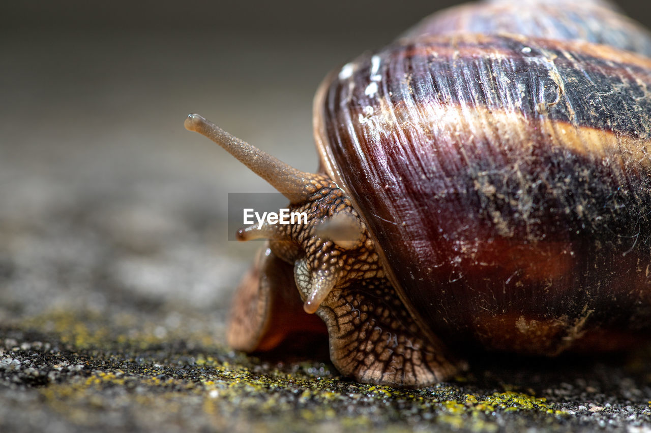 Close-up of snail