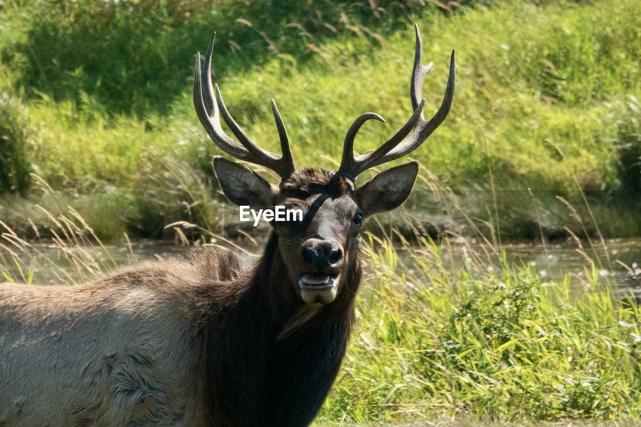 animal, animal themes, animal wildlife, mammal, one animal, wildlife, deer, antler, plant, nature, grass, no people, field, day, land, horned, elk, portrait, herbivorous, horn, domestic animals, looking at camera, outdoors, tree, reindeer, stag, sunlight, beauty in nature, green, standing