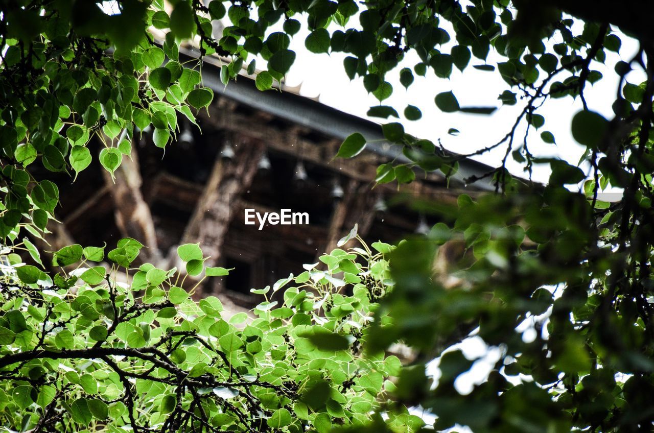 Low angle view of trees against building