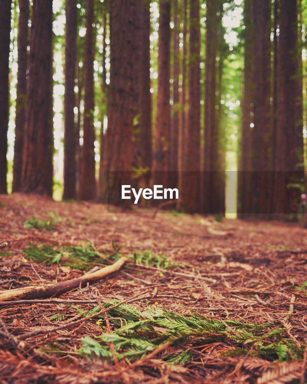 Surface level of forest