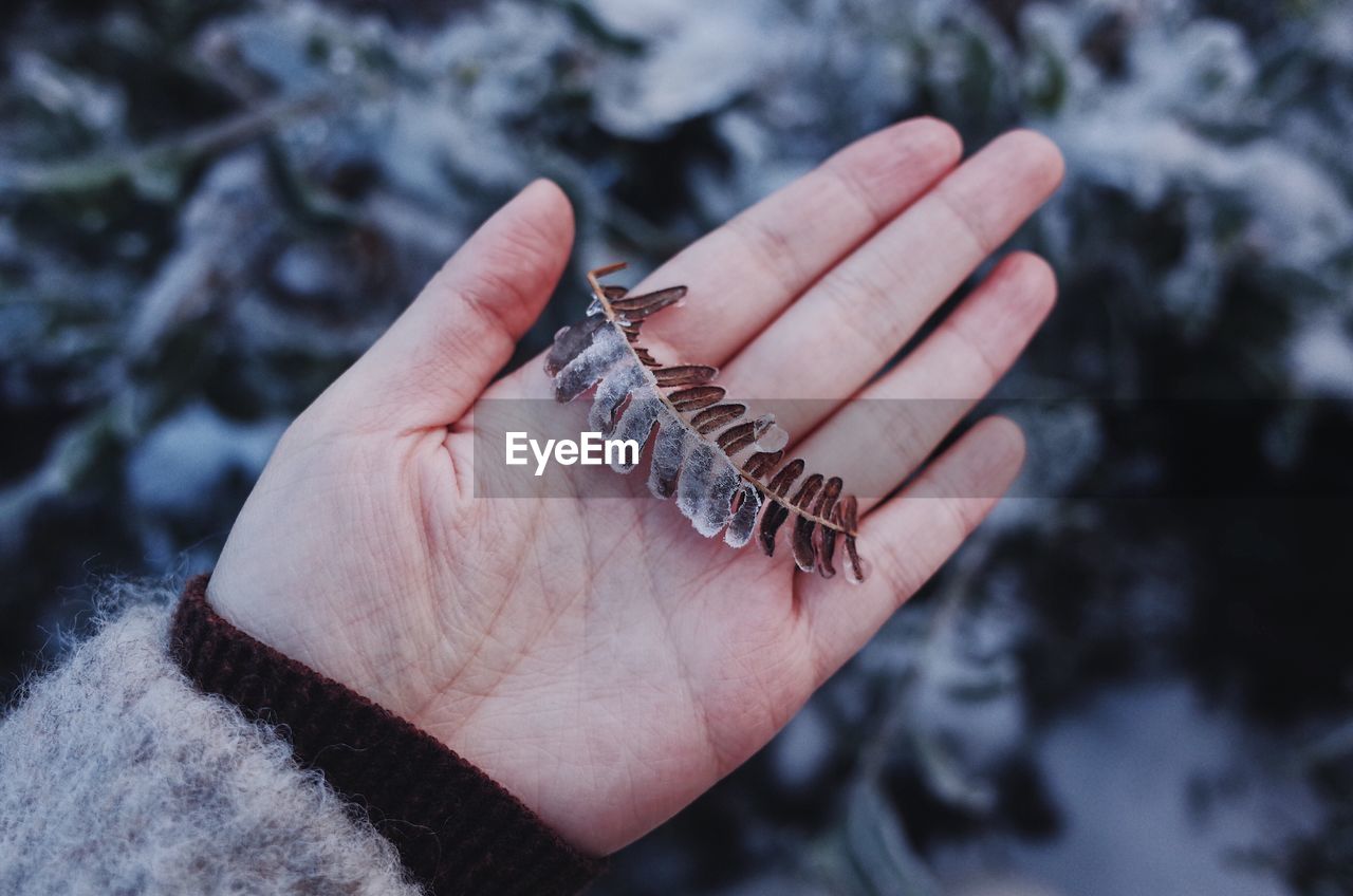 Close-up of hand holding frosted leaves during winter