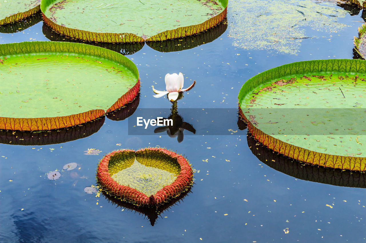 HIGH ANGLE VIEW OF LOTUS WATER LILY FLOATING ON LAKE