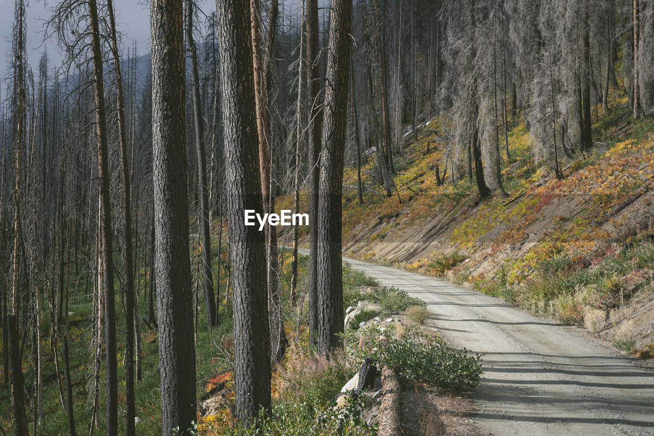 Forest road through burned trees from forest fire