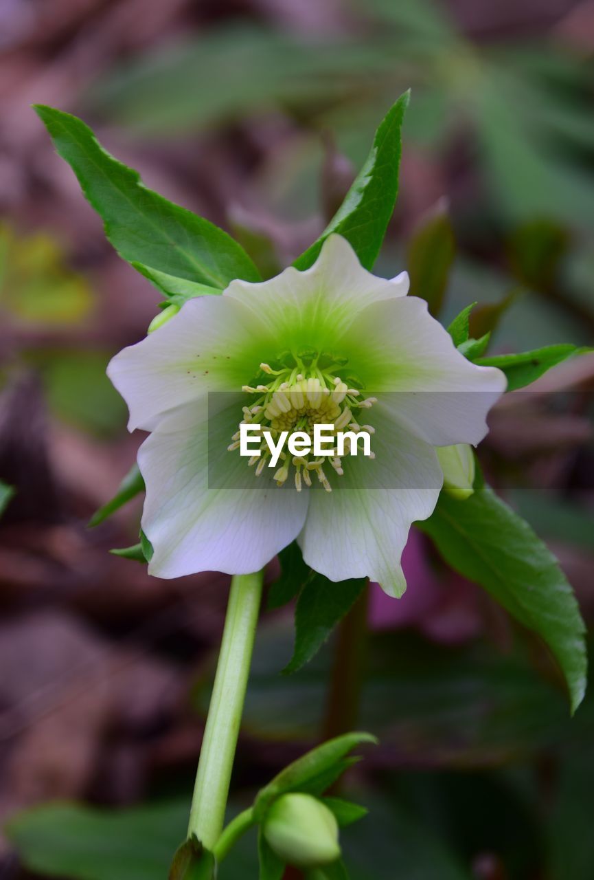 flower, plant, flowering plant, beauty in nature, freshness, close-up, nature, flower head, petal, growth, inflorescence, fragility, leaf, plant part, blossom, focus on foreground, no people, macro photography, green, botany, outdoors, springtime, wildflower, white, vegetable, food, pollen, purple, food and drink, plant stem