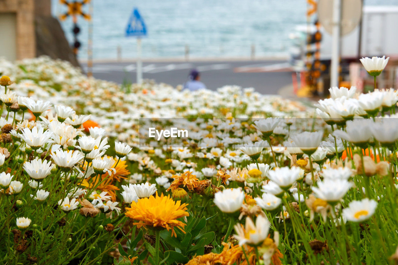 flowering plant, flower, plant, freshness, beauty in nature, nature, architecture, fragility, daisy, grass, yellow, no people, water, white, growth, day, land, springtime, close-up, focus on foreground, lawn, building exterior, outdoors, built structure, flower head, meadow, travel destinations, garden, selective focus, sky, landscape, summer, tranquility, field, city, environment, travel