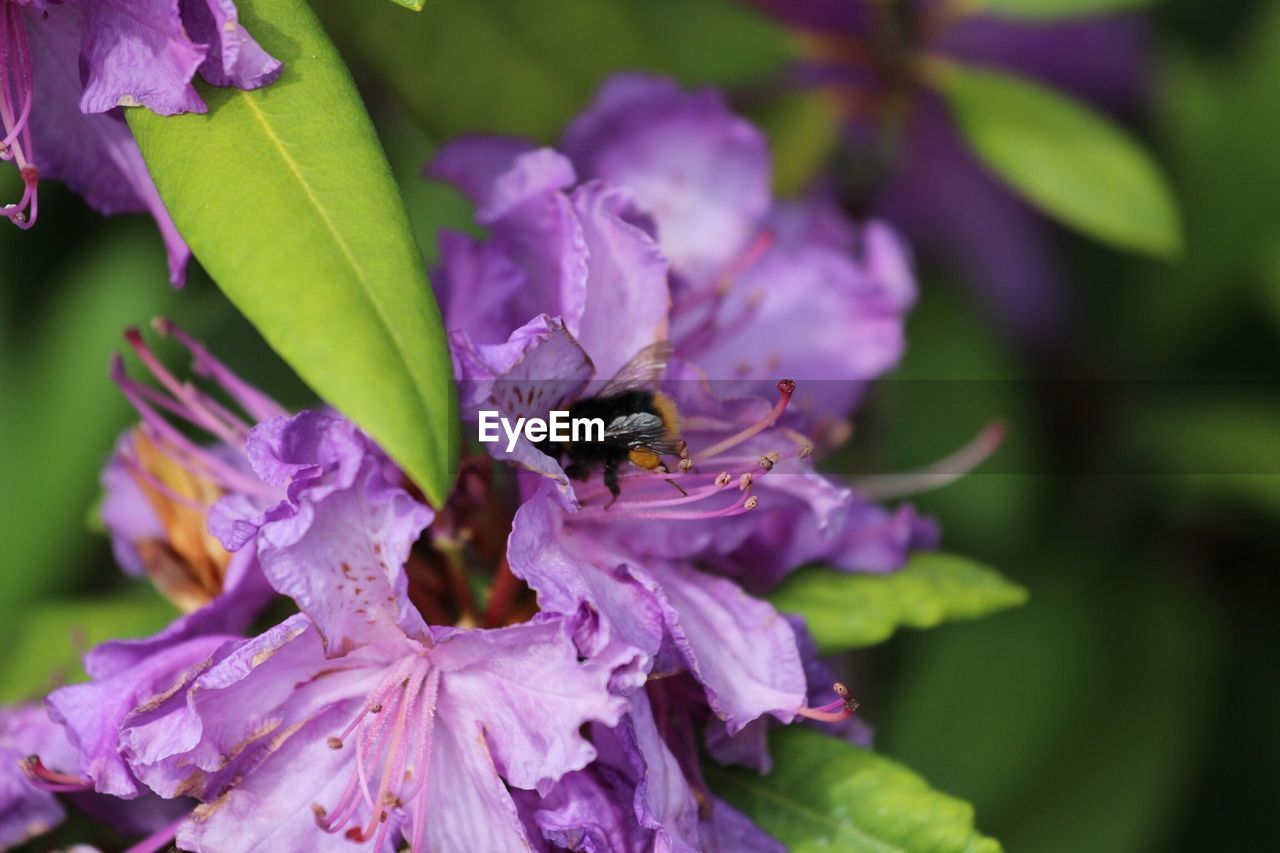 High angle view of insect on purple flowers blooming outdoors