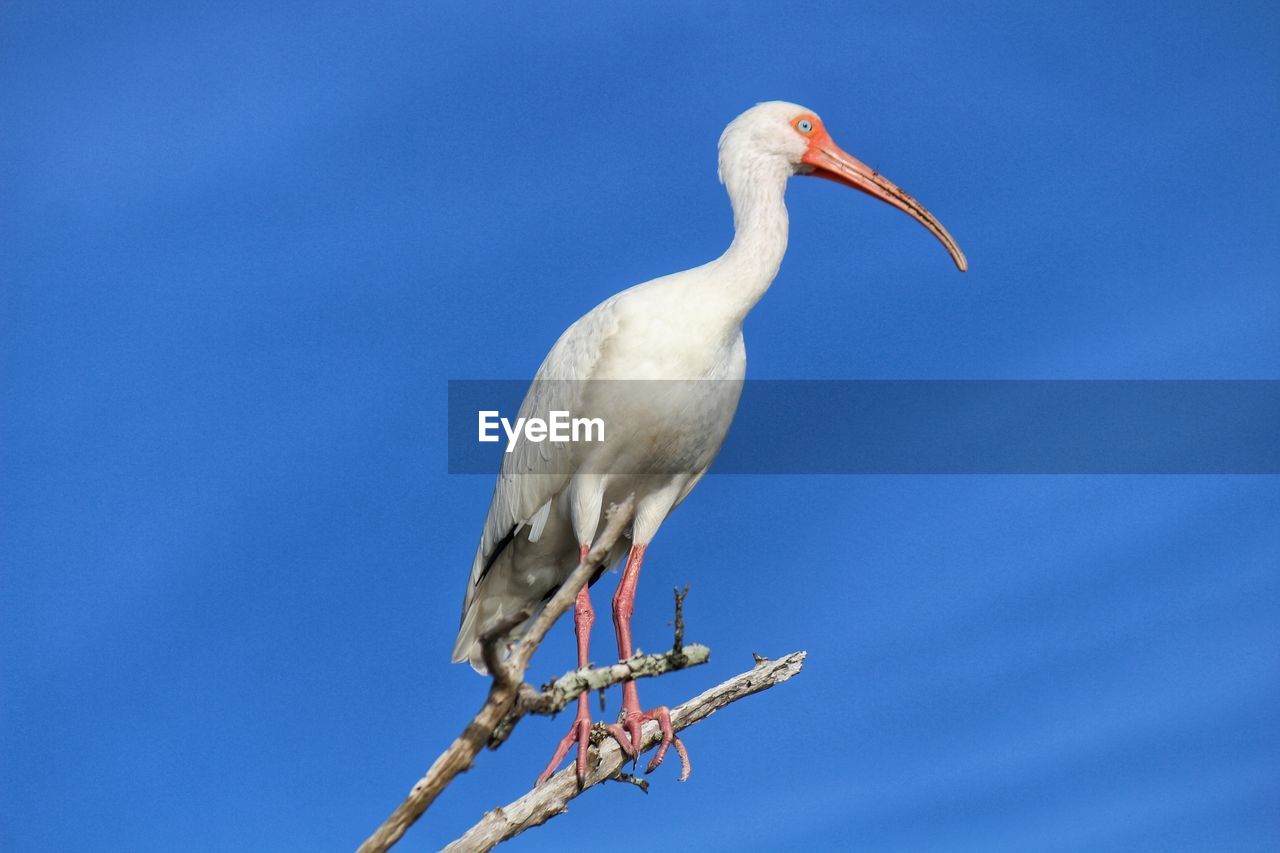 Low angle view of bird perching on branch against blue sky