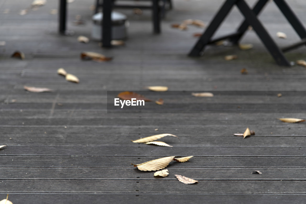 High angle view of leaves on wooden floor 