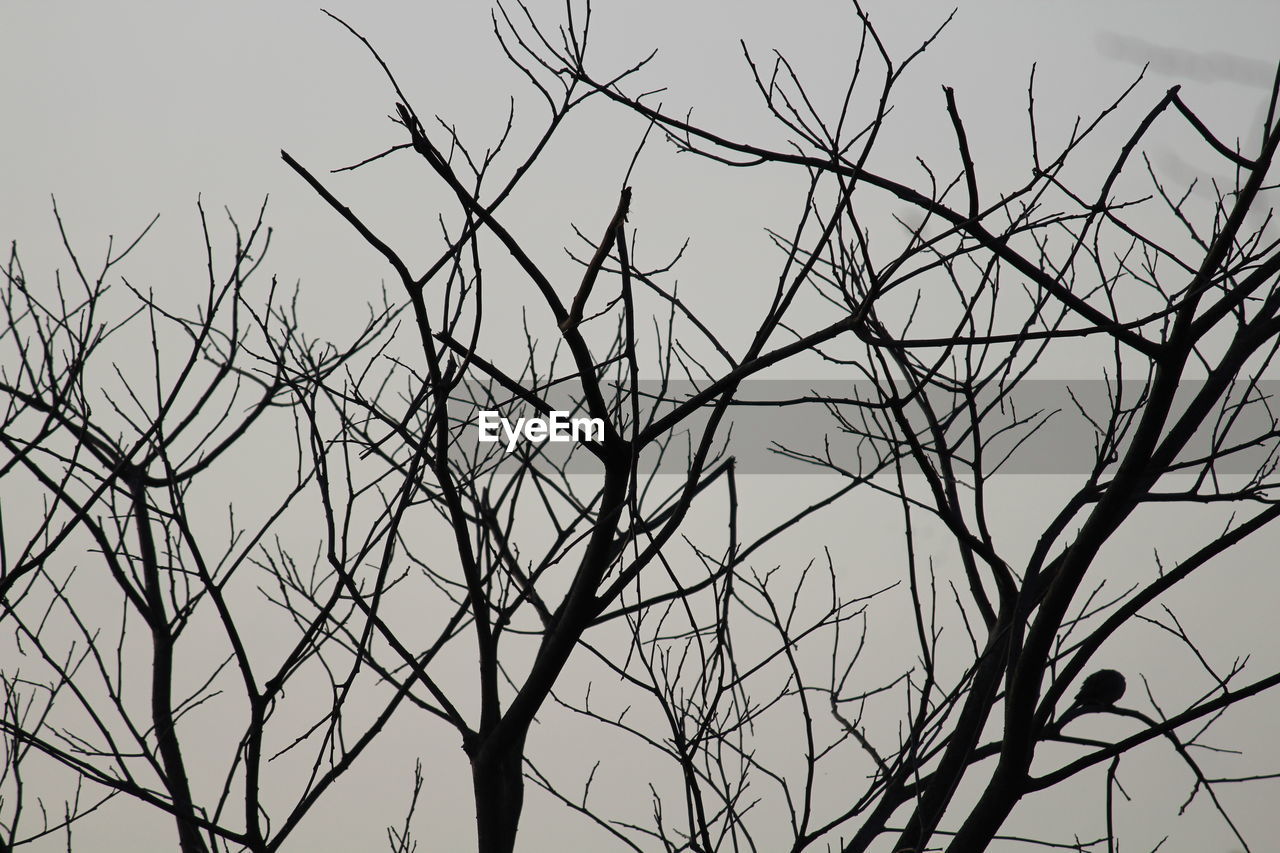 LOW ANGLE VIEW OF BARE TREES AGAINST SKY